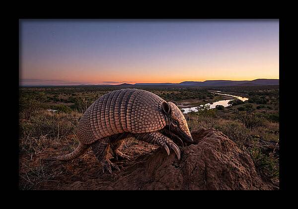 Armadillo Adventure Under Twilight
