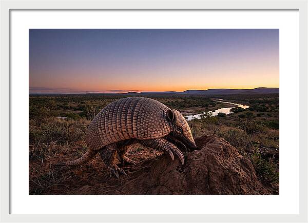 Armadillo Adventure Under Twilight