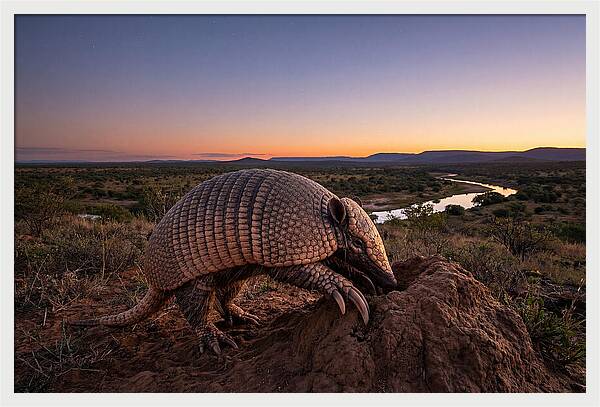 Armadillo Adventure Under Twilight
