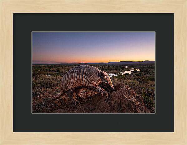 Armadillo Adventure Under Twilight