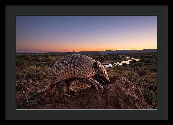 Armadillo Adventure Under Twilight