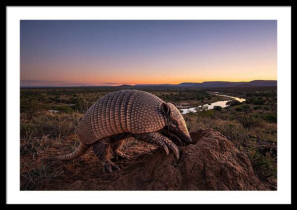Armadillo Adventure Under Twilight