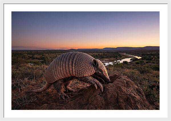 Armadillo Adventure Under Twilight