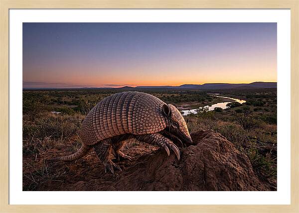 Armadillo Adventure Under Twilight