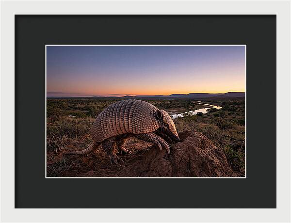 Armadillo Adventure Under Twilight