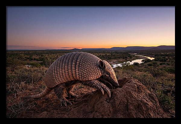 Armadillo Adventure Under Twilight