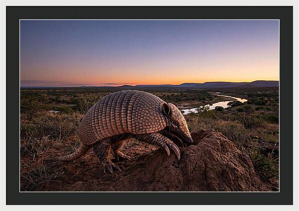 Armadillo Adventure Under Twilight