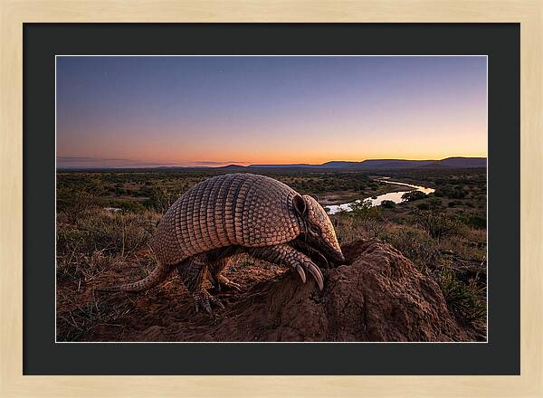 Armadillo Adventure Under Twilight