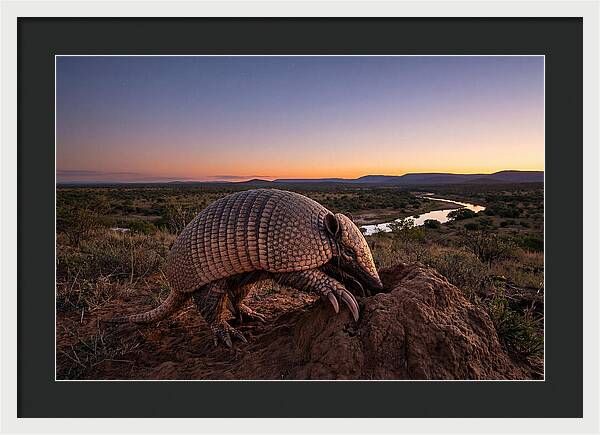 Armadillo Adventure Under Twilight