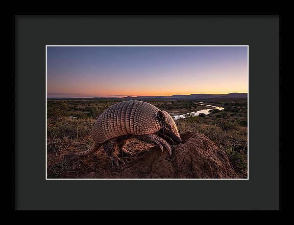 Armadillo Adventure Under Twilight
