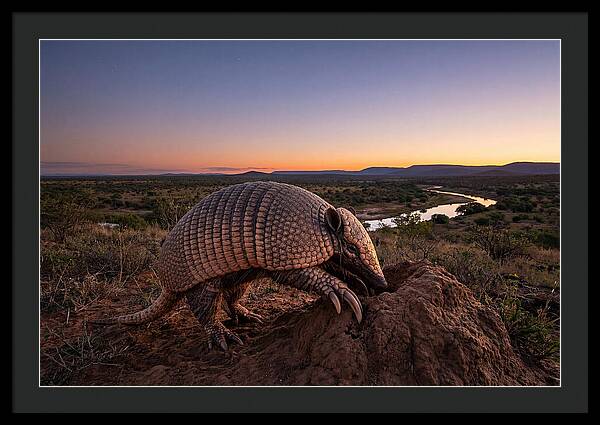 Armadillo Adventure Under Twilight