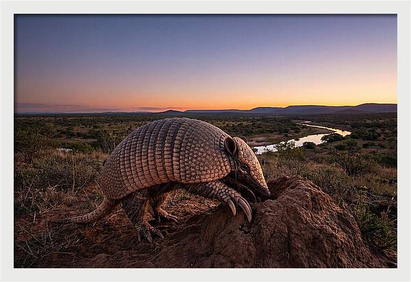 Armadillo Adventure Under Twilight
