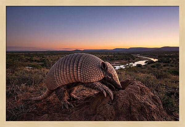 Armadillo Adventure Under Twilight