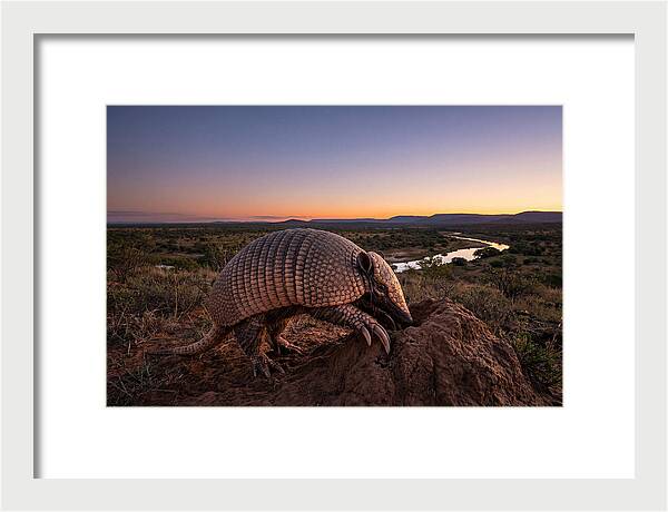 Armadillo Adventure Under Twilight