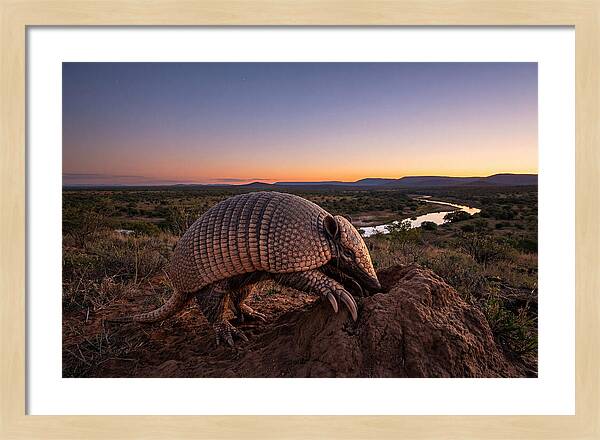 Armadillo Adventure Under Twilight