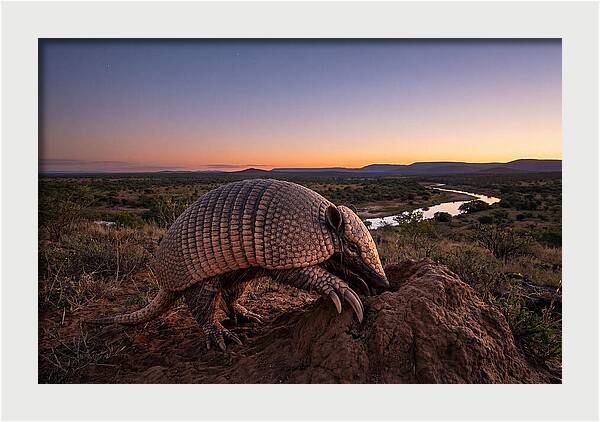 Armadillo Adventure Under Twilight