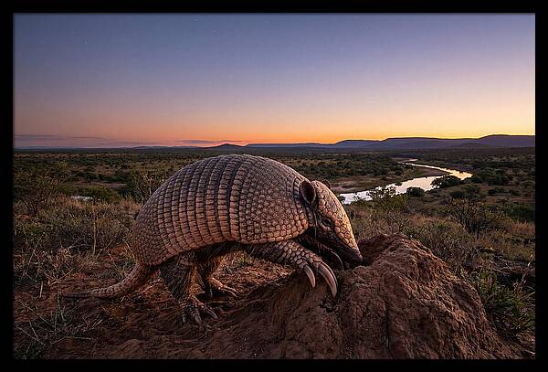 Armadillo Adventure Under Twilight