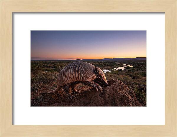 Armadillo Adventure Under Twilight