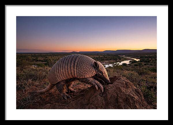 Armadillo Adventure Under Twilight