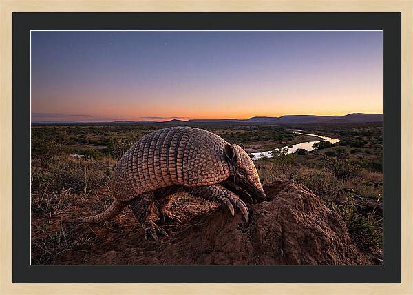 Armadillo Adventure Under Twilight