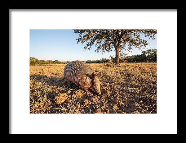 Armadillo Adventures In The Wild