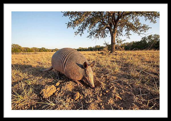 Armadillo Adventures In The Wild