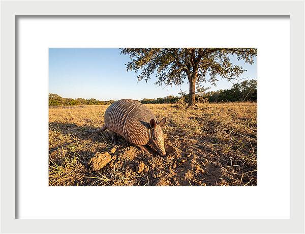 Armadillo Adventures In The Wild