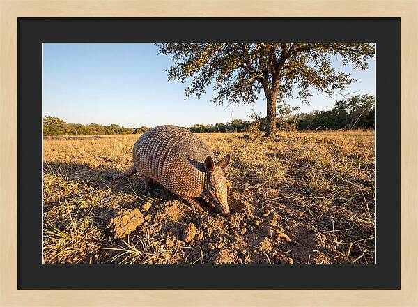 Armadillo Adventures In The Wild