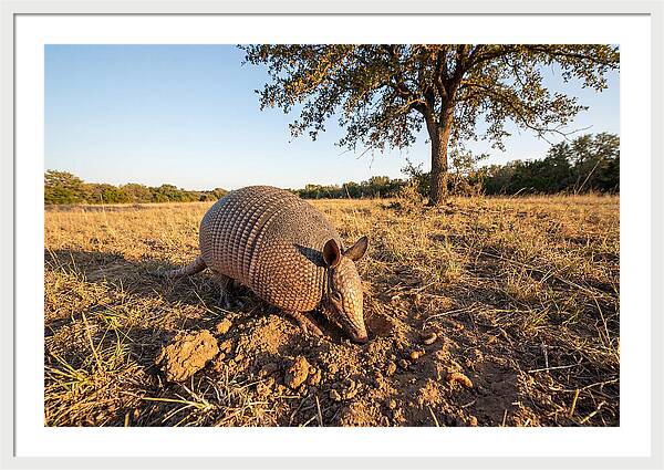 Armadillo Adventures In The Wild