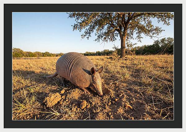 Armadillo Adventures In The Wild