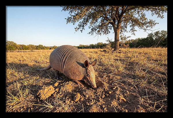 Armadillo Adventures In The Wild