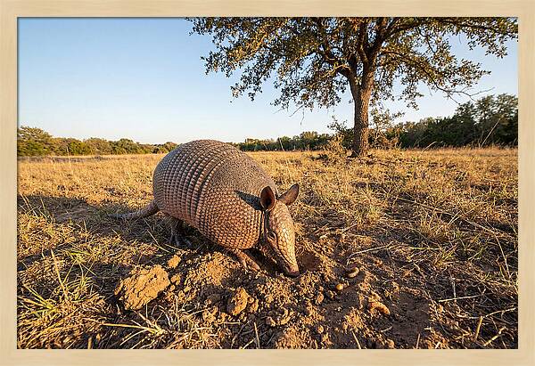 Armadillo Adventures In The Wild