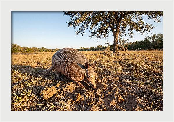 Armadillo Adventures In The Wild