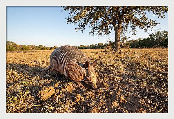 Armadillo Adventures In The Wild