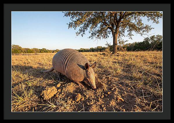 Armadillo Adventures In The Wild