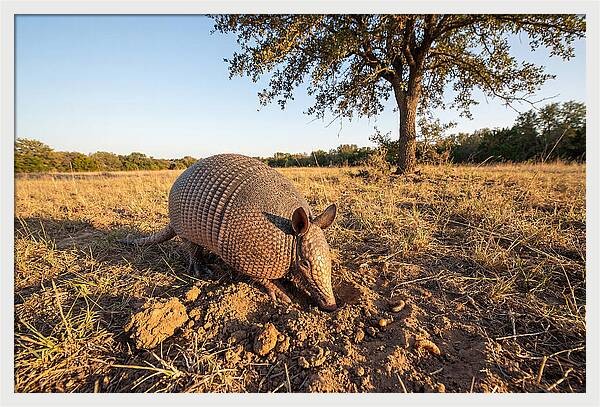 Armadillo Adventures In The Wild