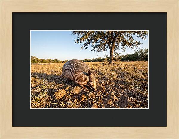 Armadillo Adventures In The Wild