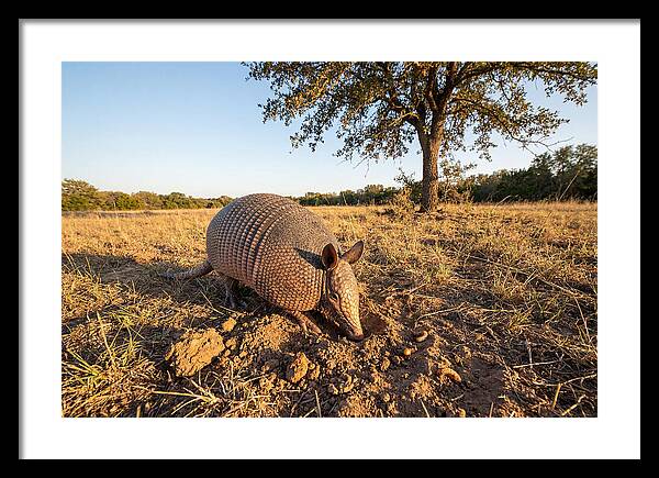 Armadillo Adventures In The Wild