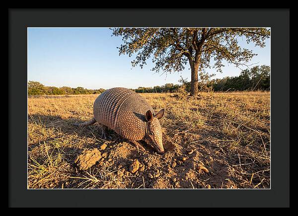 Armadillo Adventures In The Wild