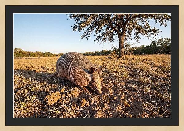 Armadillo Adventures In The Wild