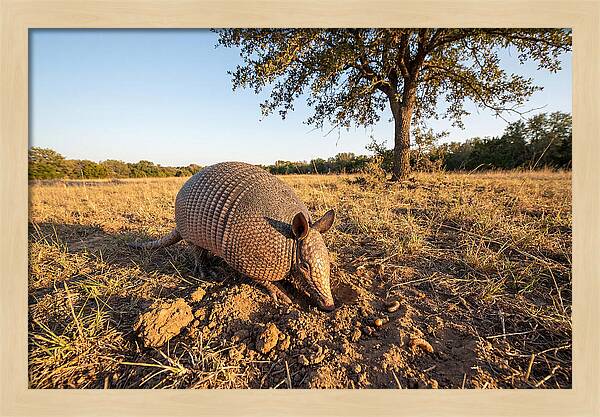Armadillo Adventures In The Wild