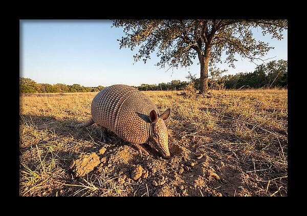 Armadillo Adventures In The Wild