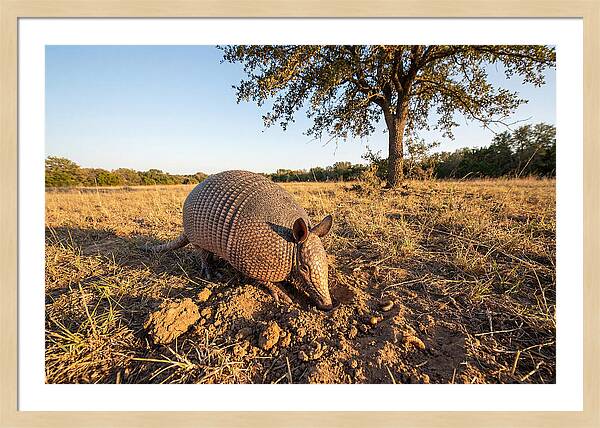 Armadillo Adventures In The Wild