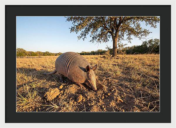 Armadillo Adventures In The Wild