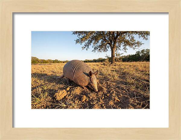 Armadillo Adventures In The Wild