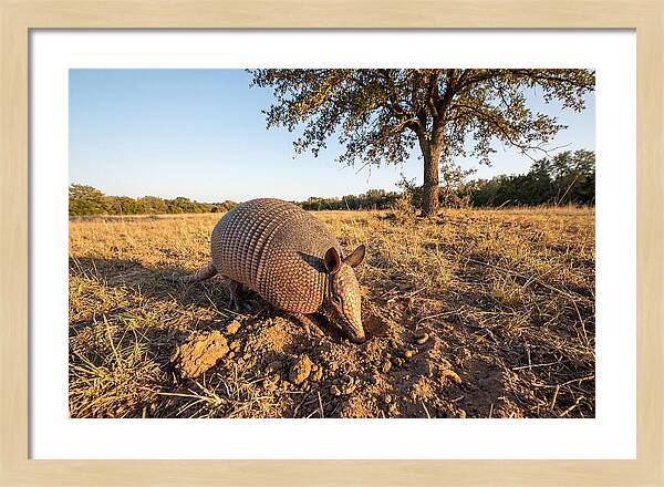 Armadillo Adventures In The Wild