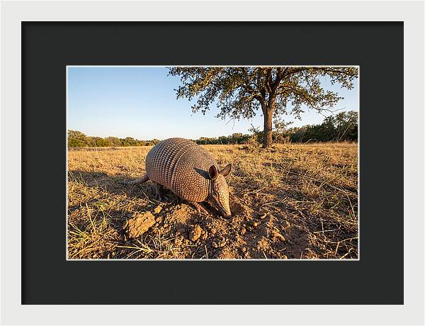 Armadillo Adventures In The Wild