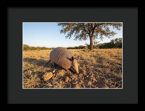 Armadillo Adventures In The Wild