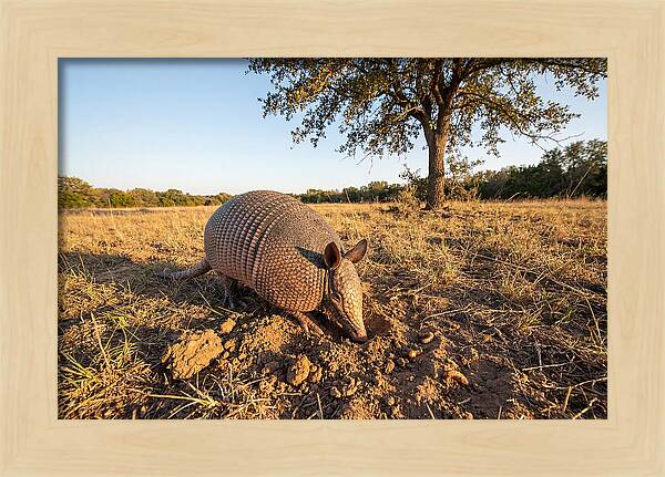 Armadillo Adventures In The Wild