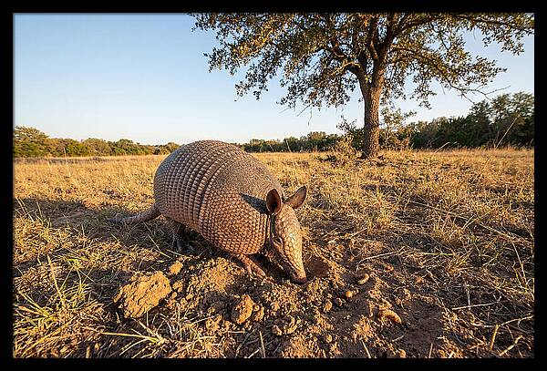 Armadillo Adventures In The Wild